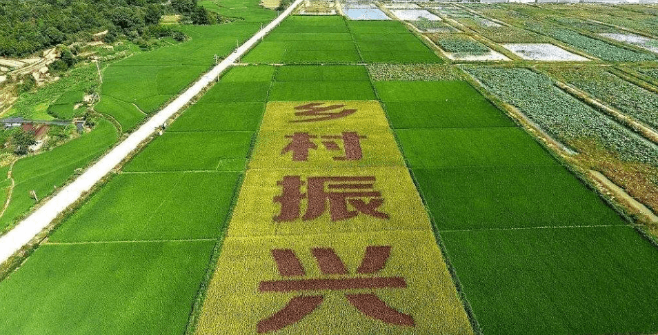 人民日報“鄉(xiāng)村振興計劃”為何看上他？_直播_行業(yè)_農產品